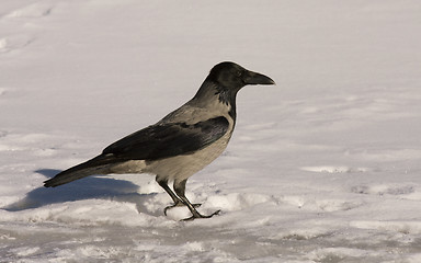 Image showing Hooded Crow in the snow
