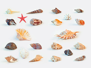 Image showing Sea shells