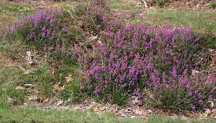 Image showing calluna