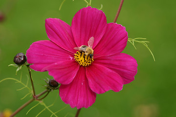 Image showing cosmea and bumble-bee