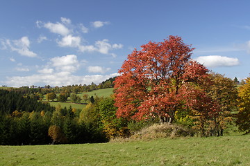 Image showing autumn time