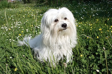 Image showing  Coton de Tulear