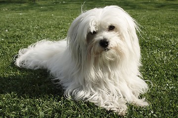 Image showing  Coton de Tulear