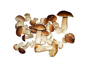 Image showing  mushroom