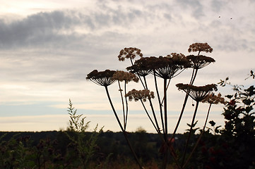 Image showing Hogweed