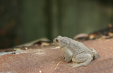 Image showing frog