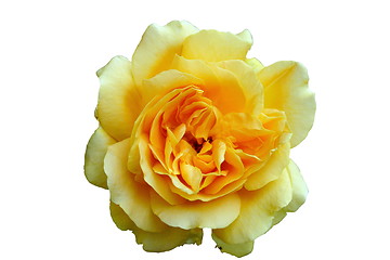 Image showing   beautiful yellow rose