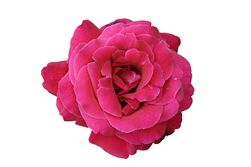 Image showing beautiful red rose 