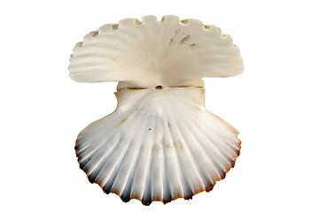 Image showing beautiful open shell