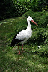 Image showing White stork 