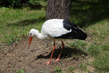 Image showing White stork