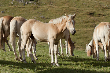 Image showing Horses