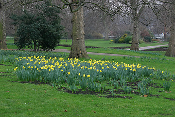 Image showing narcissus in Green Park