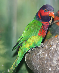 Image showing parrot