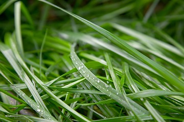 Image showing Grass