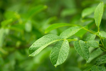 Image showing Leaves