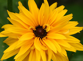 Image showing rudbekia