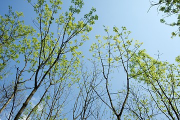 Image showing Leaves