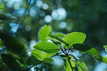 Image showing Leaves