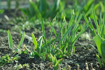 Image showing Plants