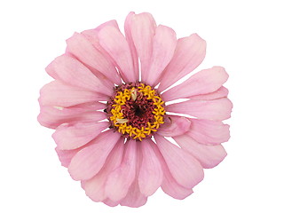 Image showing Isolated Zinnia Flower