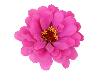Image showing Isolated Zinnia Flower 