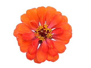 Image showing Isolated Zinnia Flower