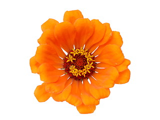 Image showing Isolated Zinnia Flower 