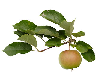 Image showing  apple 