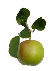 Image showing apple