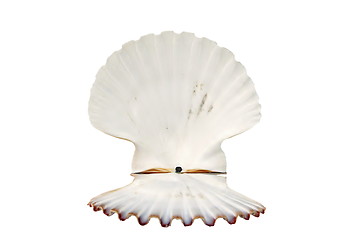 Image showing   beautiful shell 