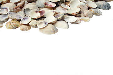 Image showing Assortment of seashells 