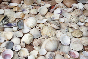 Image showing seashells