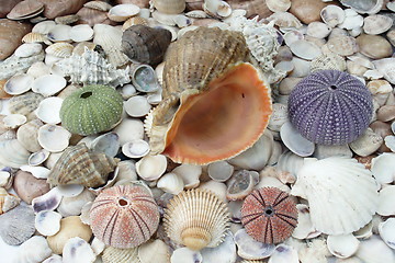 Image showing  sea urchins