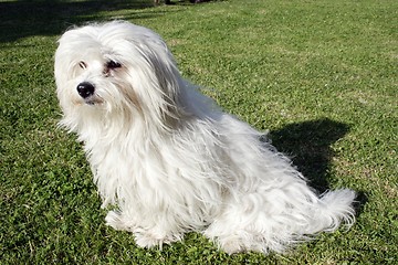 Image showing  Coton de Tulear