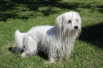 Image showing  Coton de Tulear