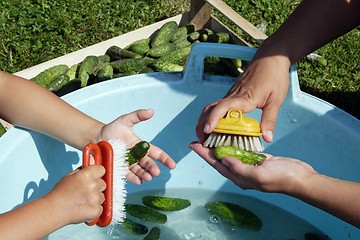 Image showing washing gherkins