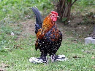 Image showing  Proud rooster 