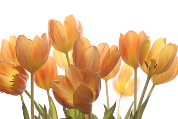 Image showing Tulips