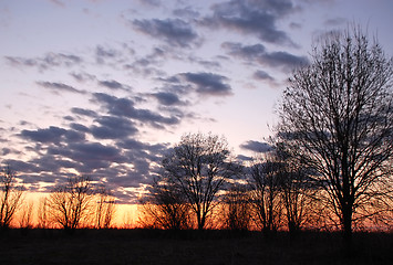 Image showing Bare Trees at Sunset