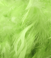 Image showing Green feathers