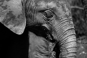 Image showing Young elephant in black and white