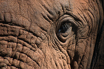 Image showing Elephant close-up