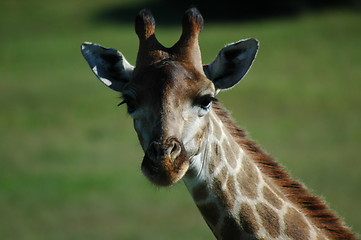 Image showing giraffe