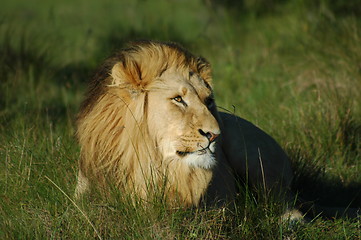 Image showing lion in grass