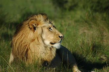 Image showing Lion lying in grass