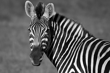 Image showing Zebra in black and white