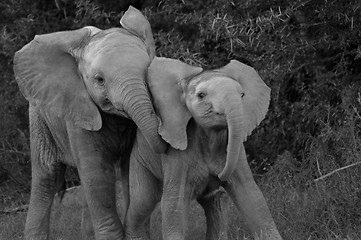 Image showing elephant kids playing