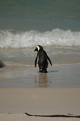 Image showing penguin into the water or not?