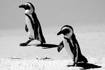 Image showing penguins walking